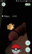 Pidgey on [M]y Pecker!