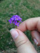 I picked a fairy bouquet!