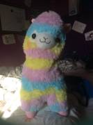 i got my first alpaca!! meet pedro! :D im so so so happy!