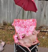 Hot Naked Sunbathing