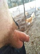Barn Softie