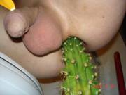Yet another cactus [xpost from /r/wtf]