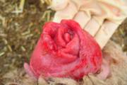 What a beautiful rose... Oh wait, that's a vaginal prolapse in a sheep. (x-post from /r/WTF)