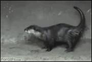 Archaic "gay" otter