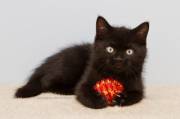 This is Vader, he's black.