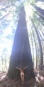 Tall Tree