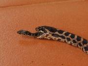 A snake wriggles to freedom out of the belly of a larger snake that had swallowed it, after the larger snake was killed by a pet cat [x-post from r/wtf]