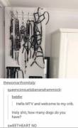 Tumblr wants to know where you hide all your dogs