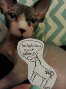 How TVU feels about hairless cats.