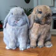 two qts for one click