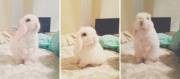 Three Shots and i'm still a little bunny