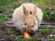 Carrot top