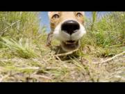 Fox steals GoPro &amp; proceeds to chew upon it